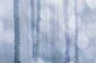 USA, Colorado, Grand Mesa. Aspen trees in winter fog. Art Print